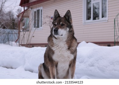 雪の背景に座っているオオカミ犬。
