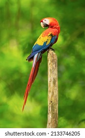 緋色のコンゴウインコ (Ara macao) は、赤、黄、青の大きな中南米のオウムで、コンゴウインコと呼ばれる新熱帯のオウムの大規模なグループのメンバーです。