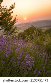 Sonnenuntergang im Monferrato, von einem Lavendelfeld, Italien