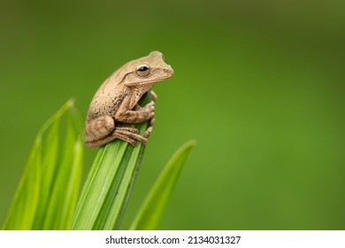 Katak pohon silang Panama (Smilisca sila) adalah spesies katak dalam keluarga Hylidae yang ditemukan di dataran rendah Pasifik yang lembab di Kosta Rika barat daya hingga Panama timur dan di Karibia.