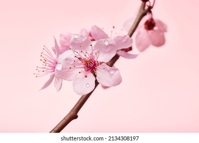 Einzelner rosa Kirschblütenzweig mit rosa Blumen und Taufeuchtigkeit. Makroaufnahme von Mandelblüte oder Sakura-Zweig mit Blumen und Wassertropfen.