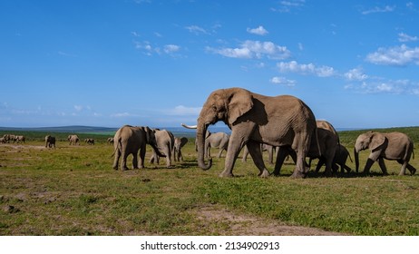 アッド エレファント パーク 南アフリカ、アッド エレファント パークの象の家族、水のプールで水浴びをする象。アフリカゾウ