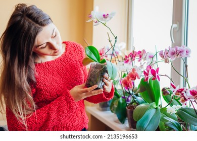 咲く蘭の根を検査する若い女性が、植物でポットを保持しています。家の植物や花の健康を守ります。インドアホビー