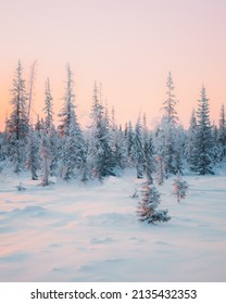Awesome mooie natuur sneeuwval in het bos.