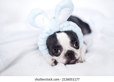 Un lindo cachorro de Boston Terrier con un vendaje de orejas de conejo está acostado en una cama blanca como la nieve en casa en el dormitorio. El concepto de Pascua