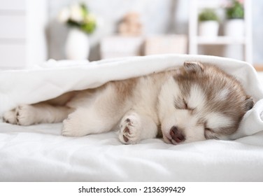 Dulce cachorro malamute de Alaska de un mes duerme debajo de una manta en la habitación