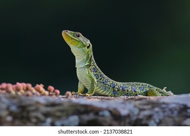 Potret dekat kadal ocellated jantan dewasa yang besar dan dominan atau kadal permata (Timon lepidus). Kadal eksotis hijau dan biru yang menakutkan dengan warna-warna cerah di lingkungan alam. Spanyol