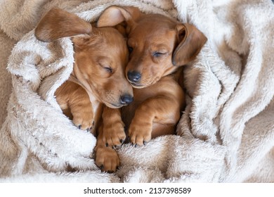 Anak anjing dachshund tidur yang comel. Anjing kecil yang cantik berbaring di atas selimut.