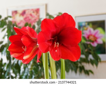 Híbrido de Amaryllis o Hippeastrum. Planta de invierno, que florece en forma de embudo rojo, corazón oscuro sobre tallo erecto con hojas basales verdes