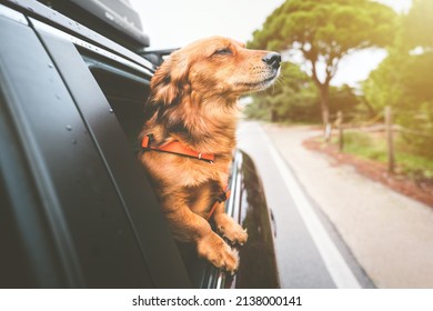車に乗って車の窓から外を見ている犬。旅行と人生を楽しむ幸せな犬