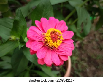 Schließen Sie oben von der purpurroten Zinnia-Blume. Zinnienblume im Garten in Thailand