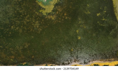 Vista aérea de los humedales, pantano. vista de drones sobre plantas verdes flotando en la superficie del agua. Paisaje natural de verano.