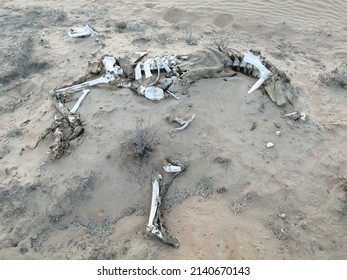 Camello árabe (nombre científico: Camelus dromedarius) esqueleto blanqueado por el sol caliente en el terreno de arena del desierto.