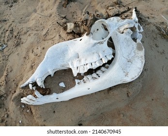 Camello árabe (nombre científico: Camelus dromedarius) cráneo blanqueado por el sol caliente en el terreno de arena del desierto.