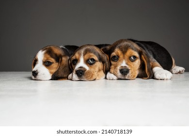 Beagle driekleurige puppy's poseren. Leuke wit-bruin-zwarte hondjes of huisdieren die op een grijze achtergrond spelen. Kijk aandachtig en speels. Studiofoto-opname. Concept van beweging, beweging, actie. Negatieve ruimte.
