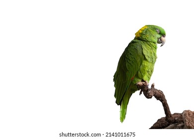 Green parrot snoozing on the branch