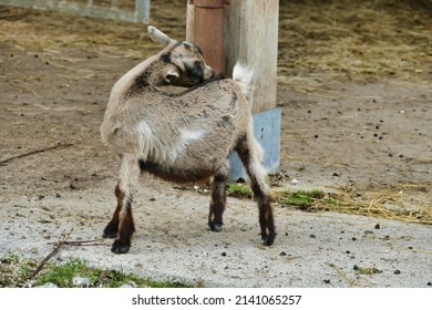 goat in the zoo, photo as a background, digital image