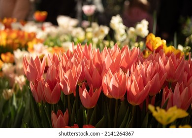 Eine Fülle von Tulpenblumen in einem Blumenbeet. Zarte rosa Blütenblätter in der Sonne. Hintergrundbeleuchtete Solarbeleuchtung. Positives Frühlingsbild