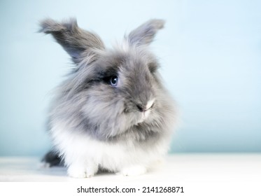 Un conejo cabeza de león gris y blanco esponjoso con ojos azules
