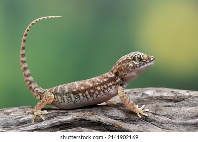 Sand gecko closeup on wood, Closeup head sand gecko (Stenodactylus petrii), Stenodactylus petrii gecko