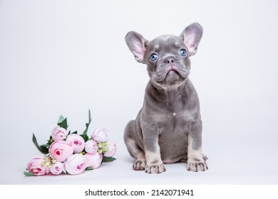 franse bulldog puppy met lentebloemen op een witte achtergrond
