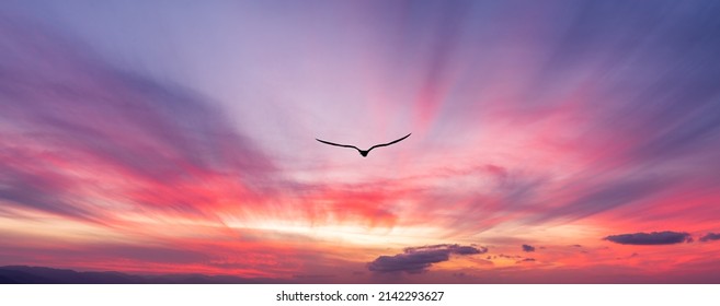 A Single Bird Silhouette Flying Towards The Colorful Cloudscape Sunset In Banner Image Format