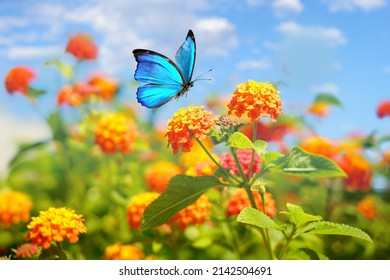 Mooie lente zomer afbeelding van Morpho vlinder op oranje lantana bloem tegen blauwe hemel op zonnige dag in de natuur, macro.