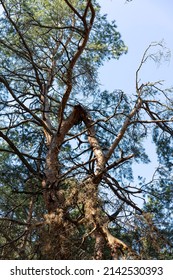 Una rama rota de un pino por un fuerte viento. Un huracán en el bosque en primavera y verano. elemento natural