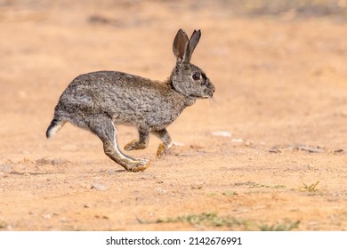 European Rabbit 2K wallpaper download