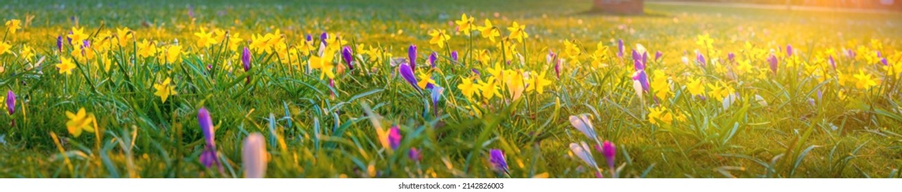 Spring background with flowering  yellow daffodils and violet crocus in early spring. Yellow daffodils and crocus flowers in sunny bokeh light, close up. Panorama of medow with daffodils and crocus. 