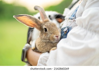 Nahaufnahme des Mädchens mit dem Kaninchen. hält süßes pelziges kaninchen. Freundschaft mit dem Osterhasen.