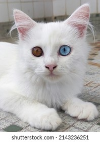 Kucing bermata aneh yang sangat lucu dengan satu mata biru dan satu mata cokelat.