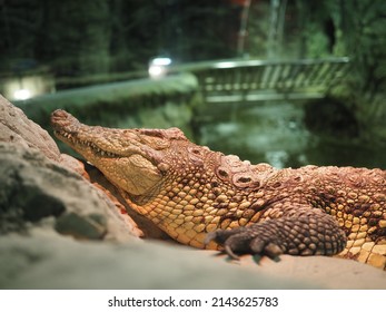 A crocodile sleeps with one eye open on a piece of land in a terrarium. The terrarium is illuminated with red-orange light.