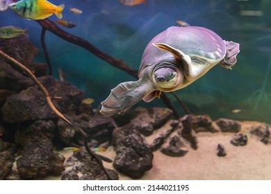 La tortuga de dos garras o nariz de cerdo Carettochelys insculpta nada bajo el agua