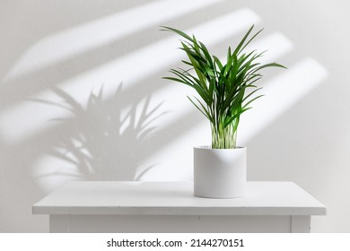 白いテーブルに鉢植えの観葉植物。装飾的なビンロウジュヤシ (Dypsis lutescens)。