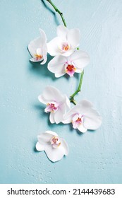White tropical orchids on the blue table, top view