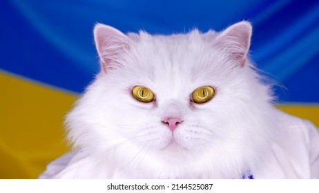 Mèo lông trắng trên nền cờ Ukraina màu vàng xanh. Đầy màu sắc. Mèo nhà thuần chủng. Vật nuôi được chăm sóc chu đáo, động vật mát mẻ. Biểu tượng ủng hộ cuộc chiến ở Ukraine