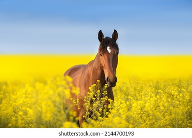 菜の花畑に長いたてがみを持つ馬。黄青のウクライナの旗を背景に馬
