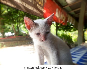 Gatito amarillo gris-blanco en la mesa del comedor