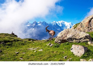 Encantador paisaje montañoso con cabra montés en los Alpes franceses cerca del macizo de Lac Blanc con el telón de fondo del Mont Blanc.