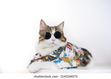 concepto de la temporada de verano y songkran con gato escocés con ropa de verano y gafas de sol sobre fondo blanco