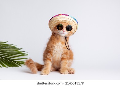 een gemberkat in zonnebril en een sombrerohoed is geïsoleerd op een witte achtergrond, het concept van ontspanning
