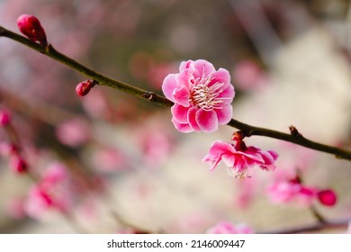 Beautiful plum blossom. Pink flowers on a branch. Early plum blossom in Japan. Flower trees in bloom.