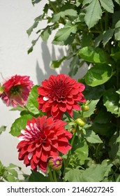 Red coloured dahlia flower.Dahlia is a genus of bushy, tuberous, herbaceous perennial plants. It's garden relatives include the sunflower, Daisy, chrysanthemum and zinnia. Family Asteraceae.