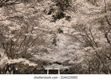 広島県庄原市にある神社の鳥居。鳥居には「空彦神社」と書かれています。毎年春になると、見事な桜が咲き誇り、人々を感動させます。