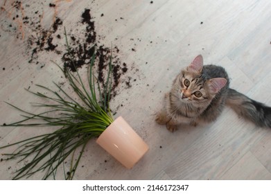 Kucing domestik menjatuhkan dan memecahkan pot bunga berisi bunga dalam ruangan dan tampak bersalah. Konsep kerusakan akibat hewan peliharaan. Pemandangan dari atas. Anak kucing yang penasaran dan pot bunga yang pecah. Fokus selektif.