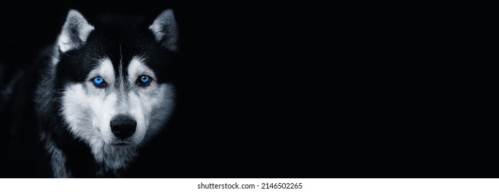 Mooie Siberische Husky hond met blauwe ogen op zwarte achtergrond. Banner. Ruimte voor tekst kopiëren. Zwart-witfotografie