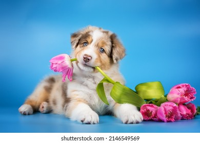 Foto in studio di un grazioso cucciolo di pastore australiano dagli occhi azzurri e rosso merle, sdraiato vicino al bouquet di tulipani rosa e con in mano un fiore sullo sfondo azzurro saturo. Luminosa cartolina primaverile