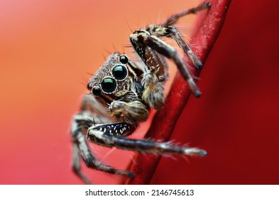Macroclose-up. Hyllus semicupreus springspin. Van deze spin is bekend dat hij kleine insecten zoals sprinkhanen, vliegen, bijen en andere kleine spinnen eet.