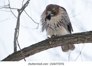 Jestřáb rudoocasý sedí na větvi a požírá rejska. Hovorově známý jako Chickenhawk. Taylor Creek Park, Toronto, Ontario, Kanada.